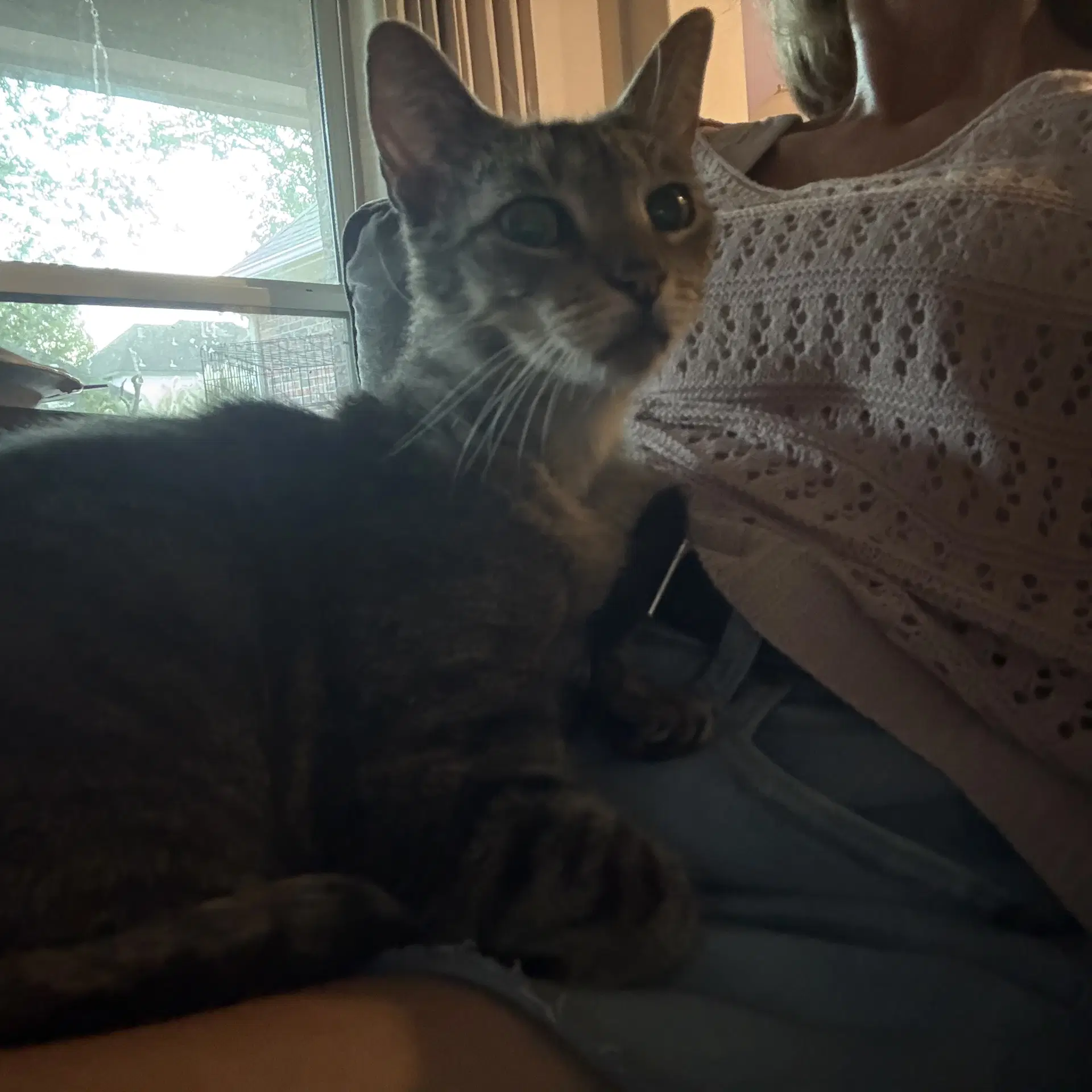 Dolly Purrton image 2