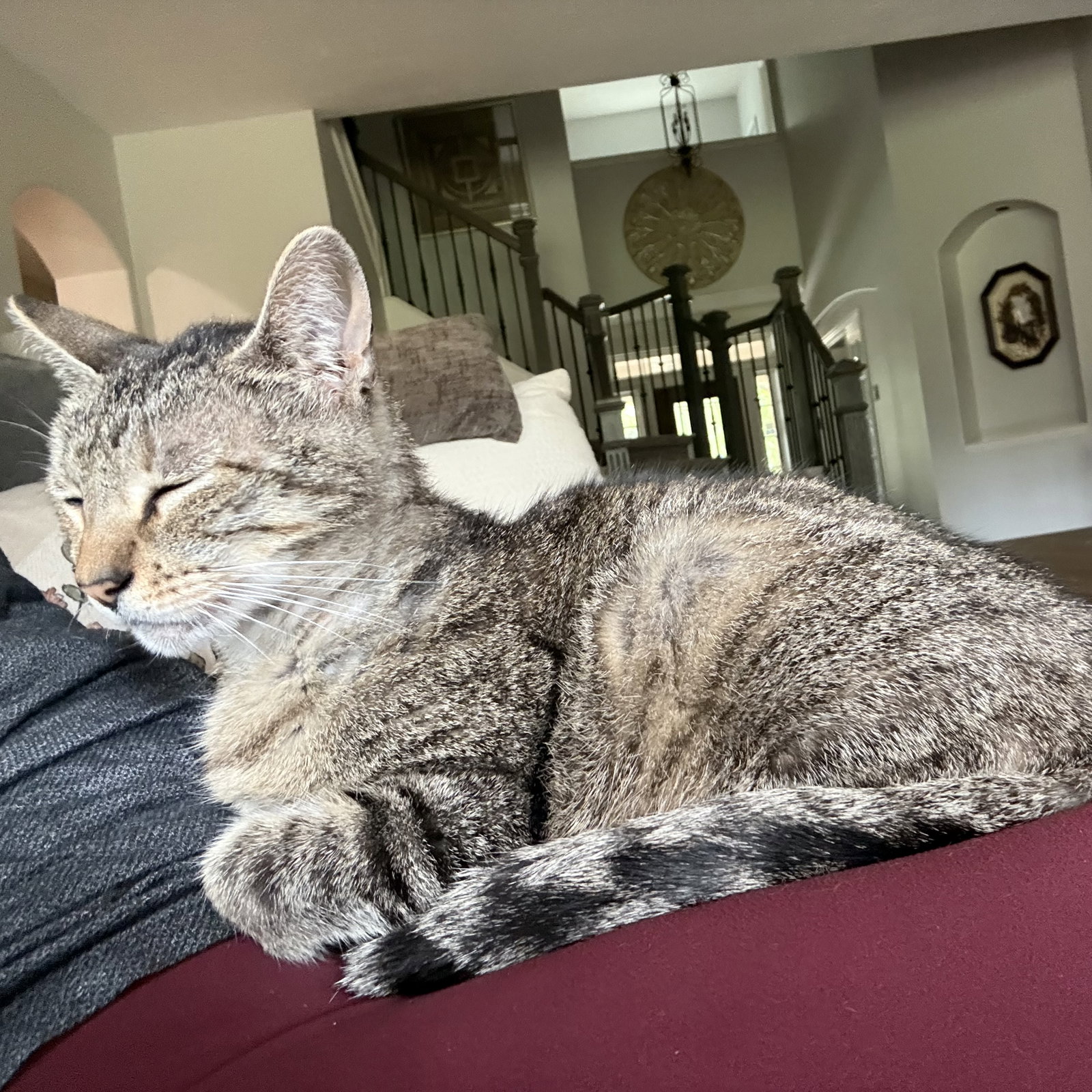 Dolly Purrton, photo 2