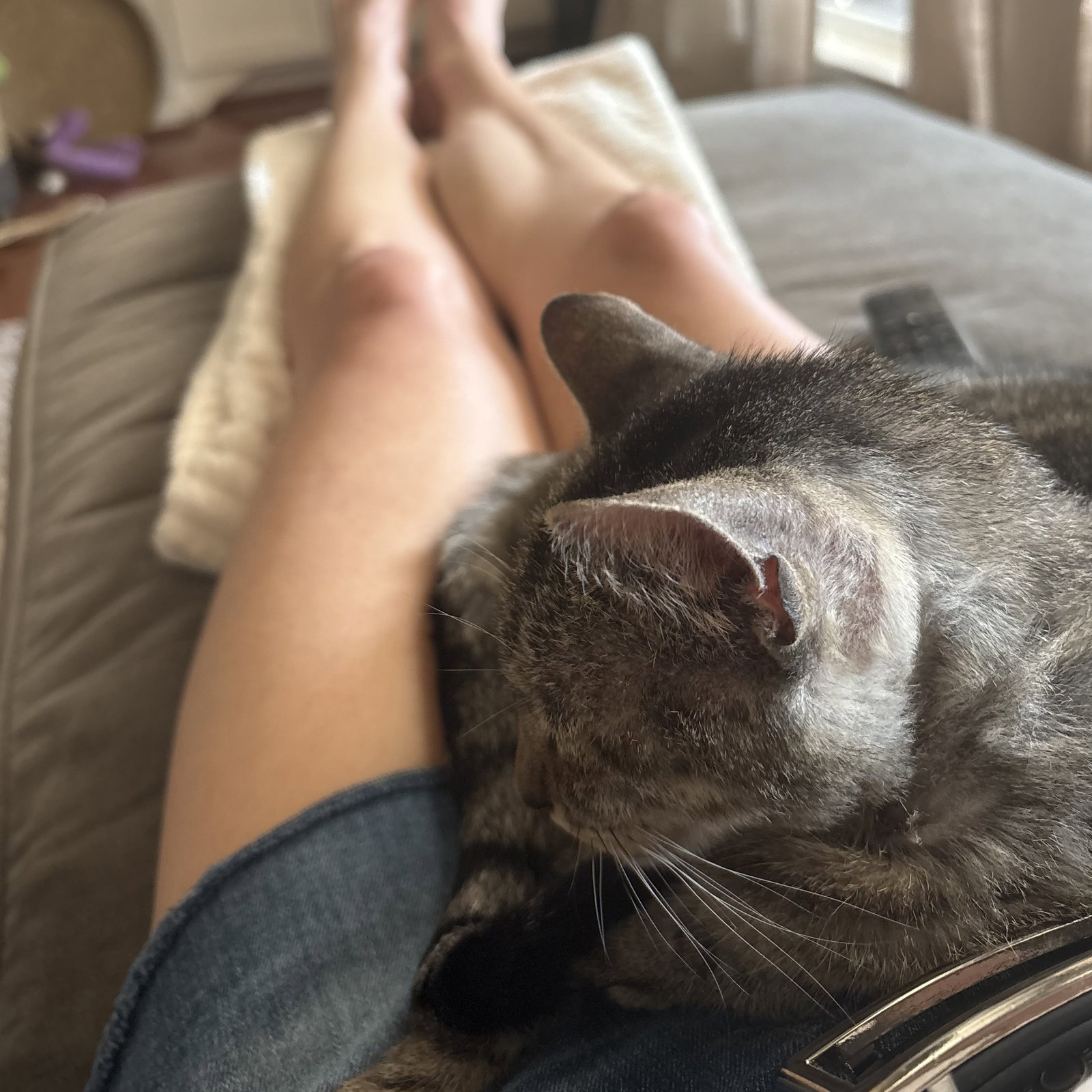 Dolly Purrton, photo 3