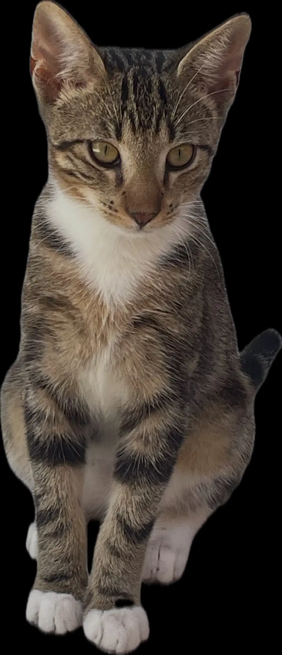 Boots - Tabby