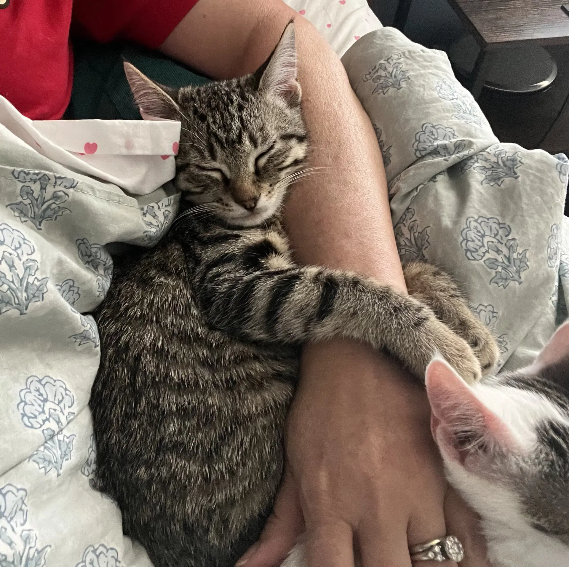 Wolfy - Tabby