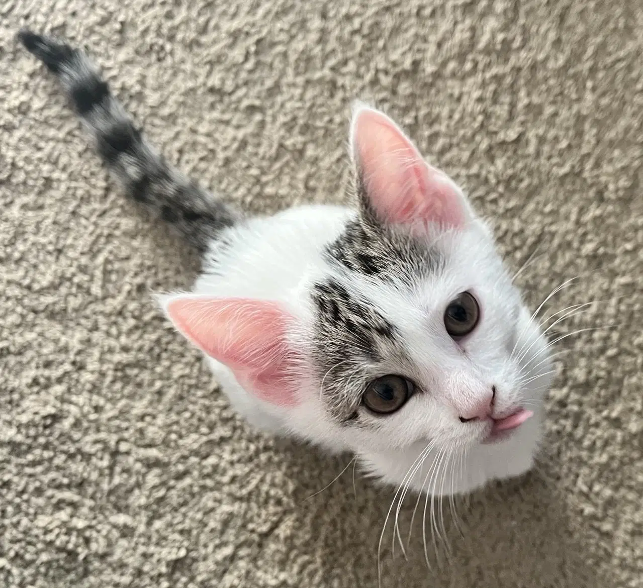 Kimmy - Tabby