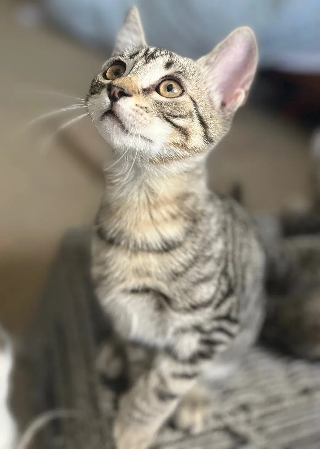 Browny - Tabby