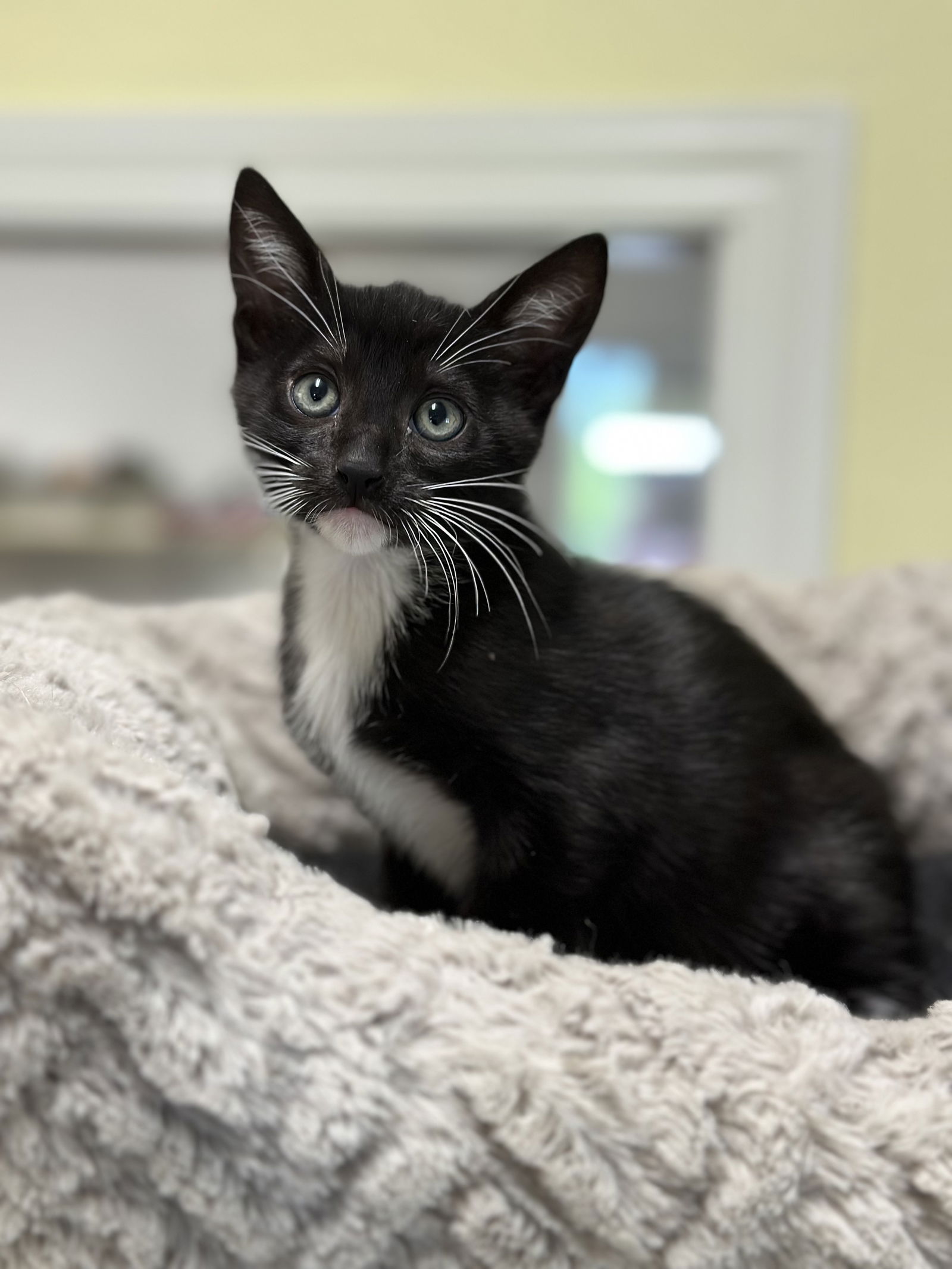 adoptable Cat in Quincy, CA named Fernley