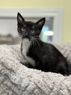 adoptable Cat in  named Fernley