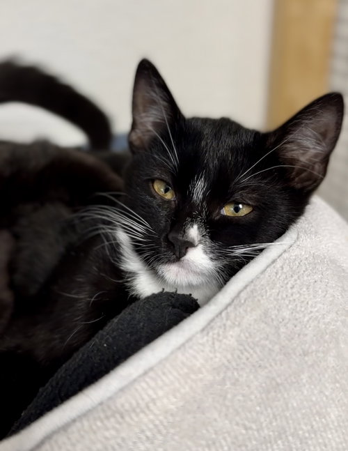ROGAN - Domestic Short Hair available for adoption