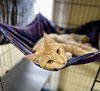 adoptable Cat in  named Tink