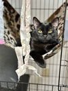 adoptable Cat in  named Joe