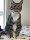 adoptable Cat in  named Jackson