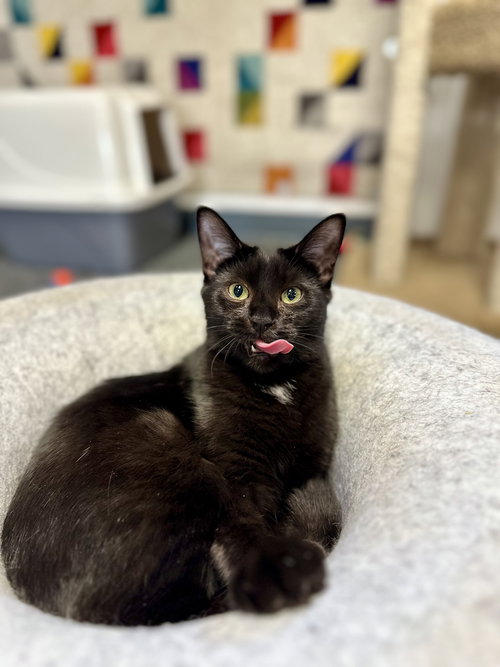 TINY - Domestic Short Hair available for adoption