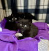 adoptable Cat in  named Pinta