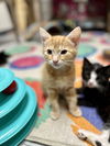adoptable Cat in  named Dorito