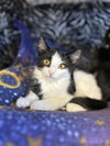 Tootsie - Photo 2