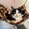 Tootsie - Photo 1