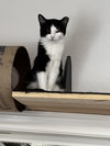Tootsie - Photo 3