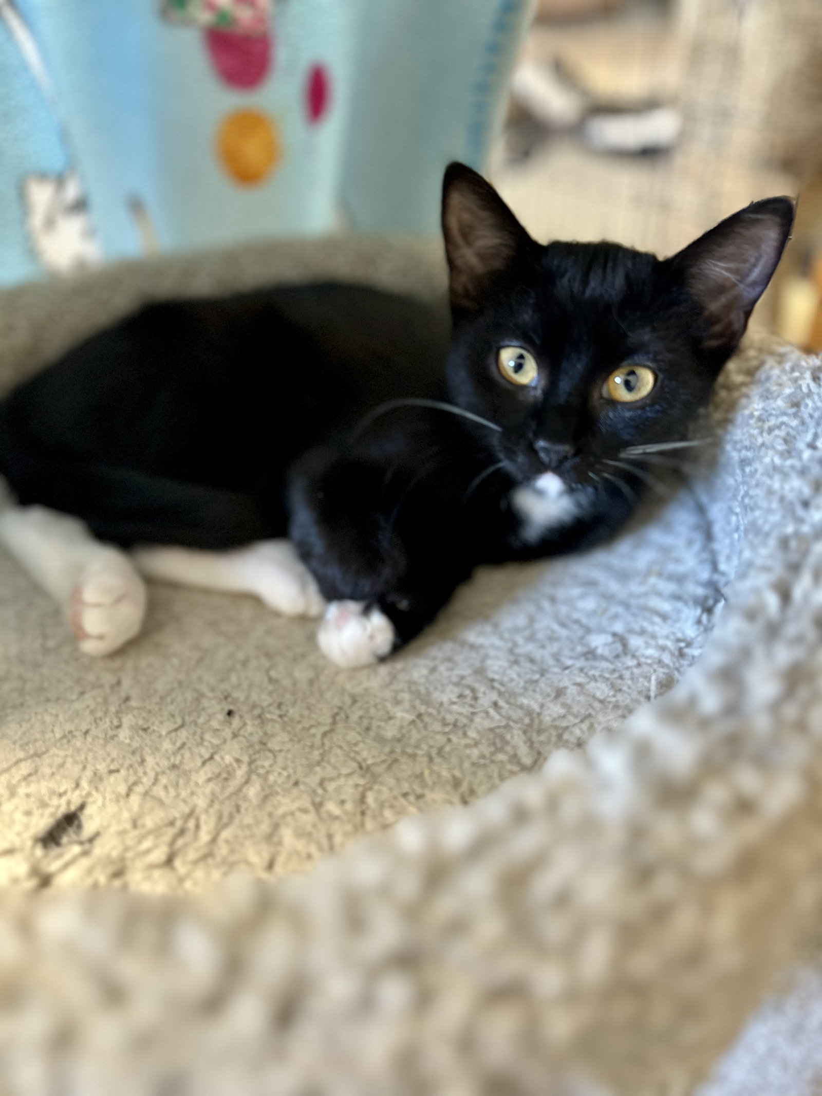 Mittens Image