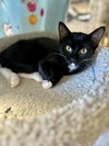 Mittens - Photo 1