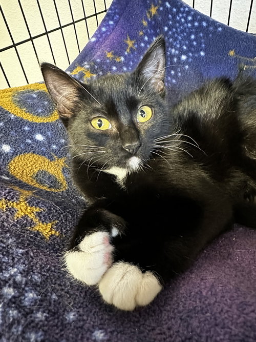 MITTENS - Tuxedo available for adoption