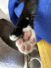 Mittens - Photo 3