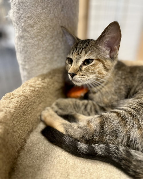 ESTER - Calico available for adoption