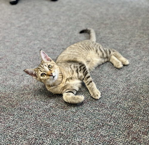 HOWIE - Tabby / Domestic Short Hair available for adoption