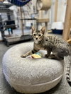Jax - Photo 2