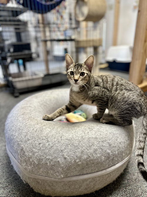 JAX - Tabby available for adoption
