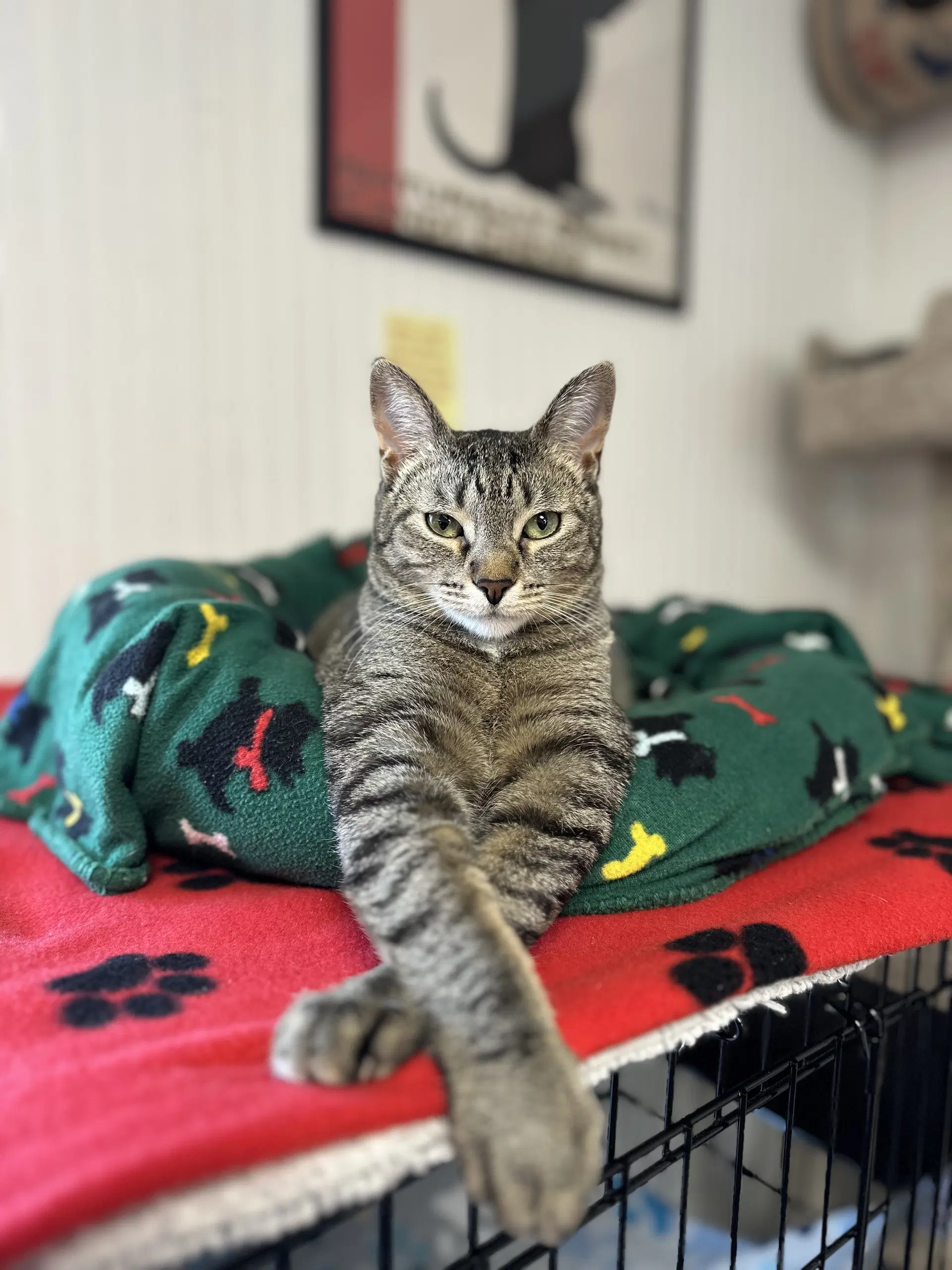 Jazz - Domestic Short Hair