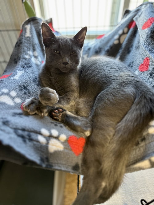 SWEETPEA - Russian Blue / Domestic Short Hair available for adoption