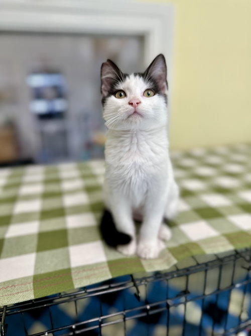 Photo of Daphne