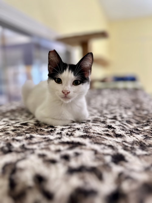 Photo of Daphne