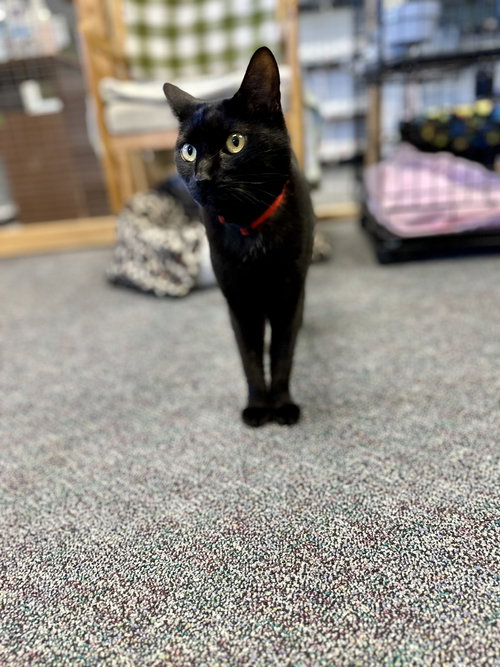 SHADOW - American Shorthair / Bombay available for adoption