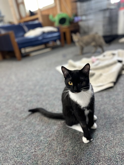 TWIX - American Shorthair / Tuxedo available for adoption