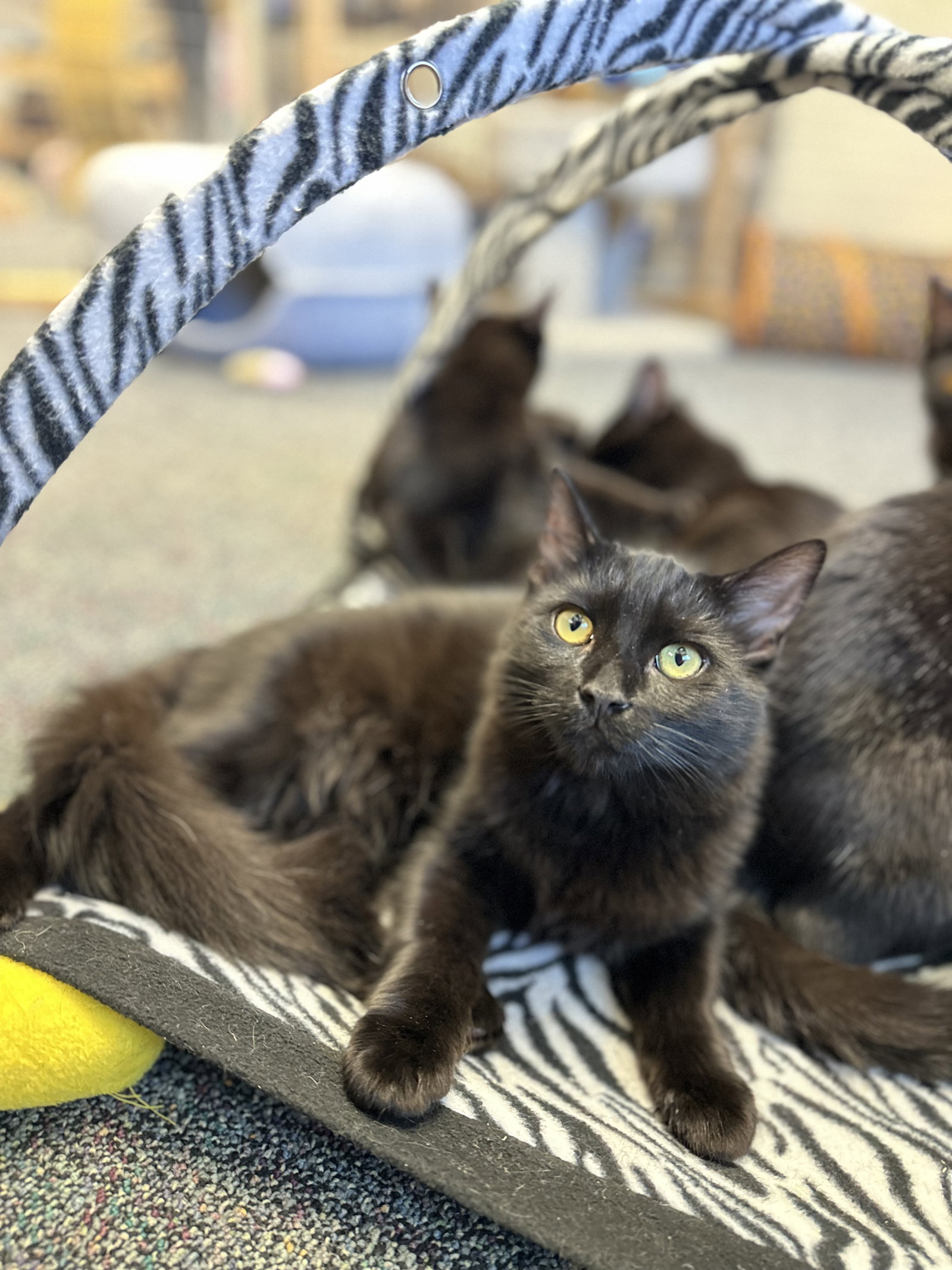Binx Image