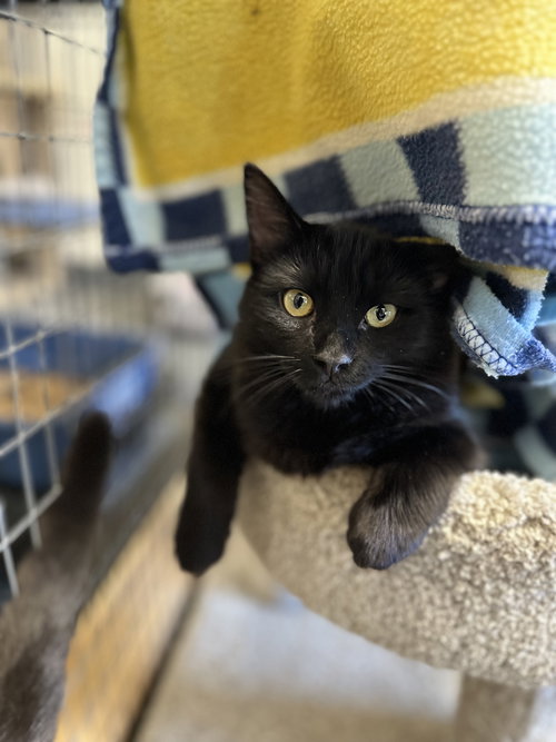 BINX - Domestic Long Hair / Bombay available for adoption