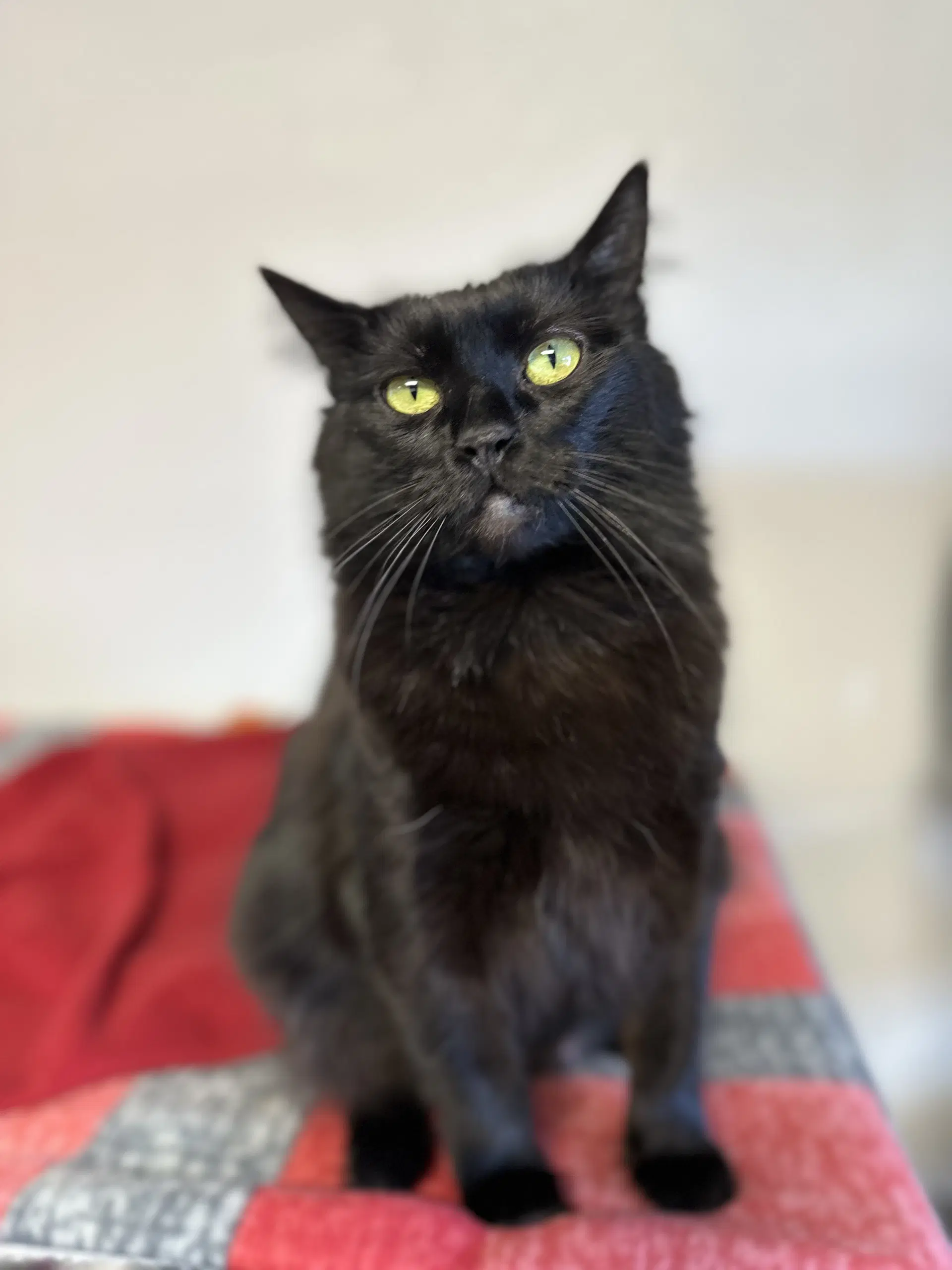 Charlotte - Domestic Medium Hair