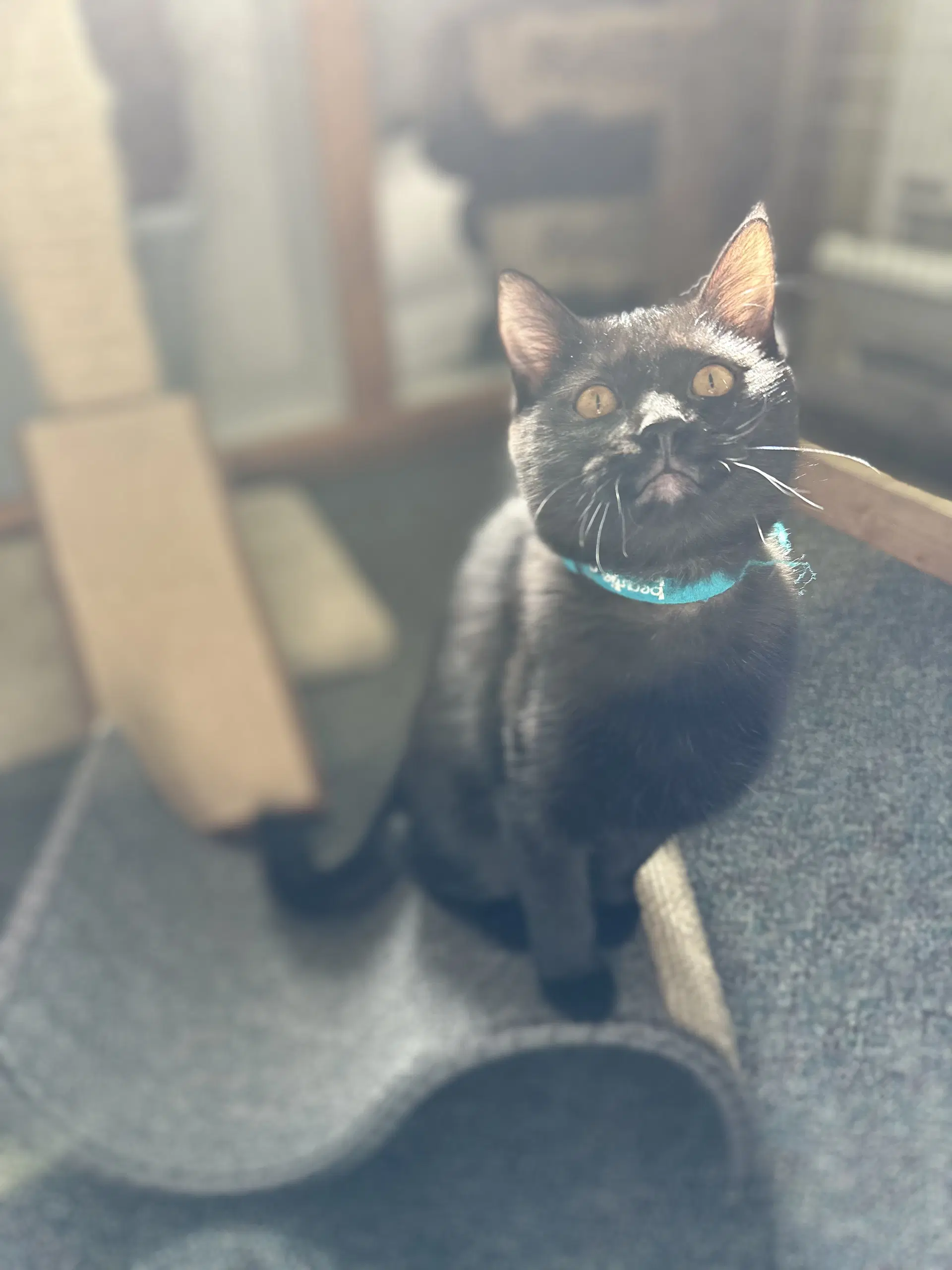 Ella image 2