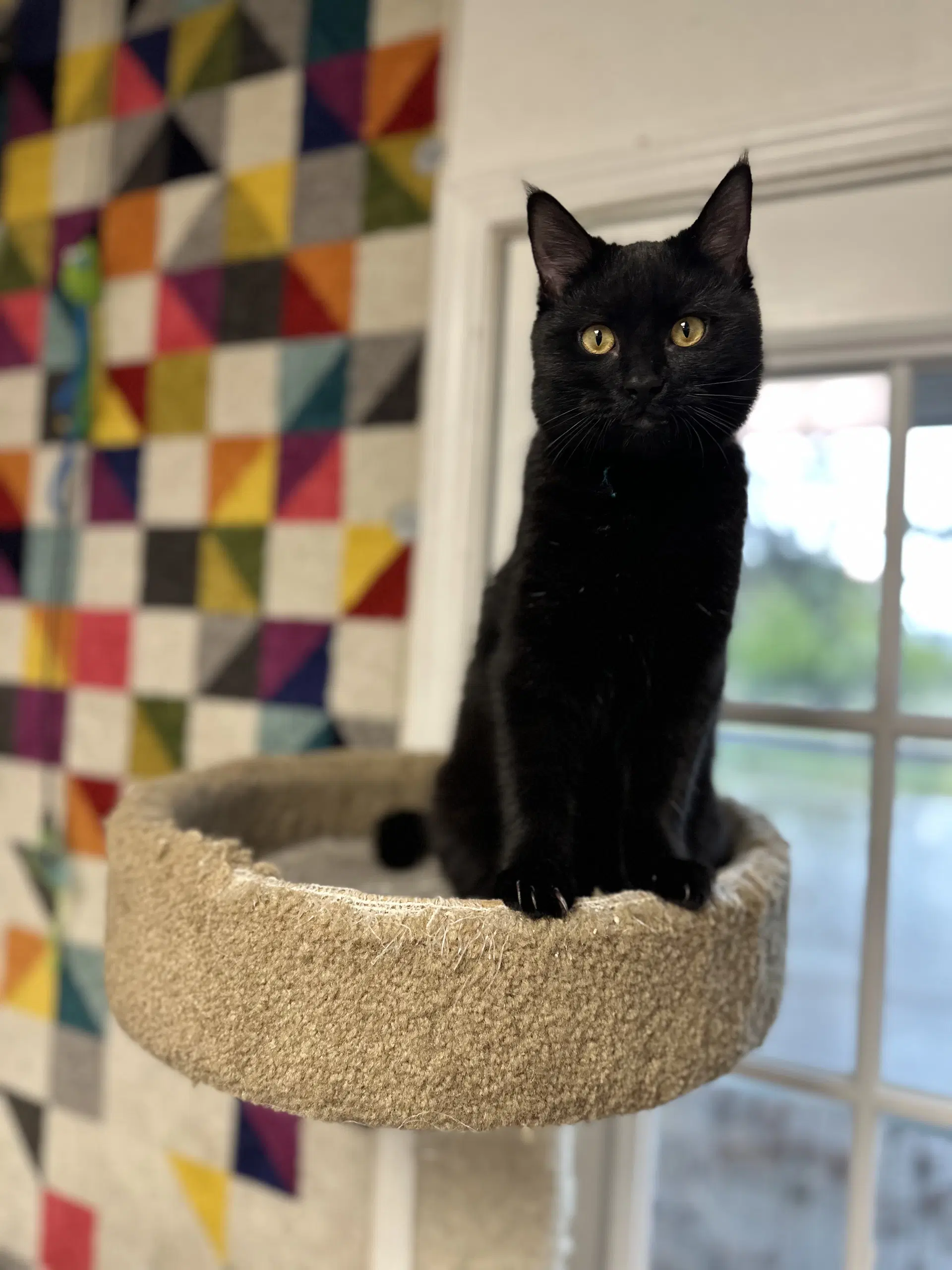 Ella - Domestic Short Hair