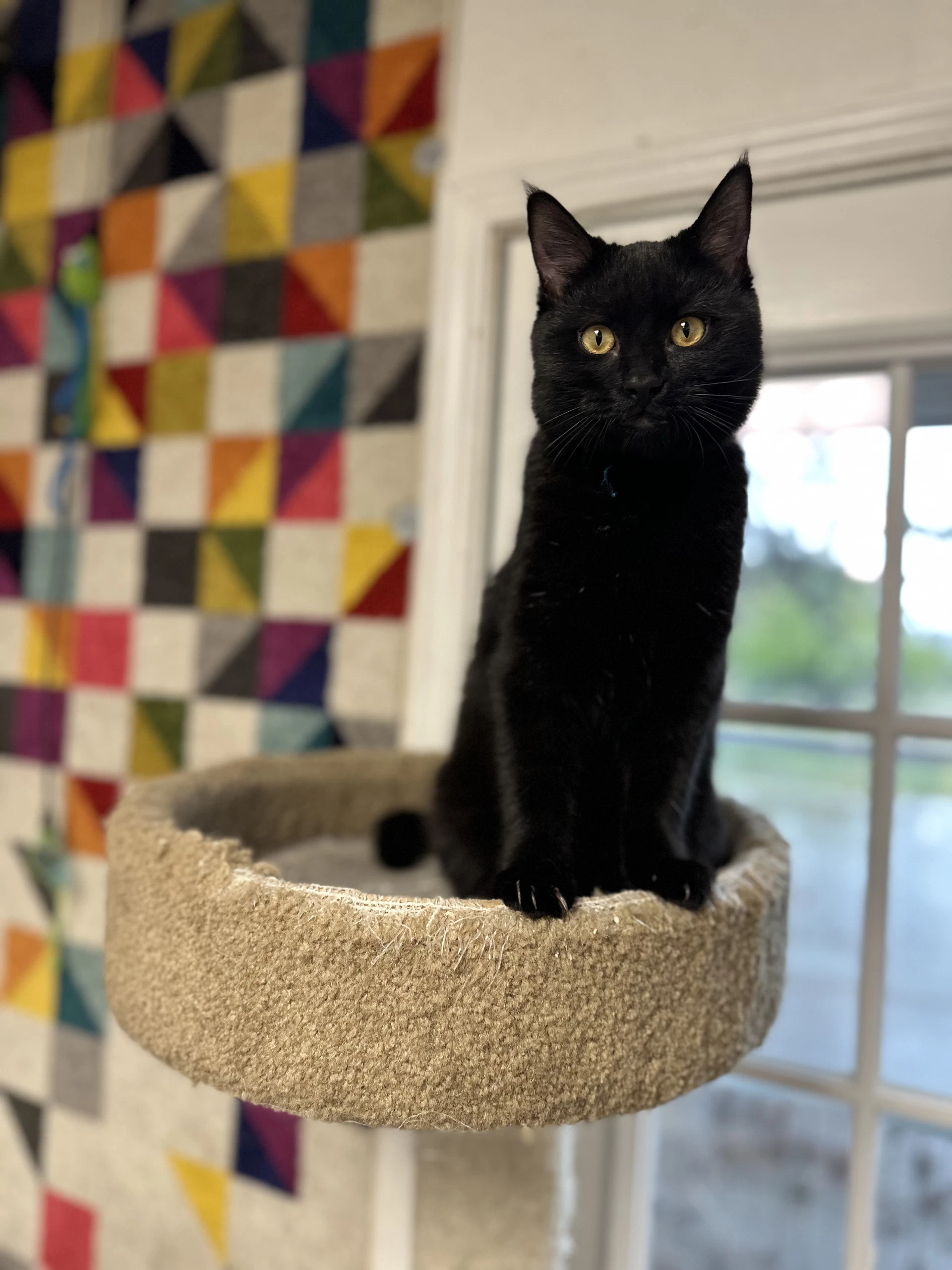 Ella