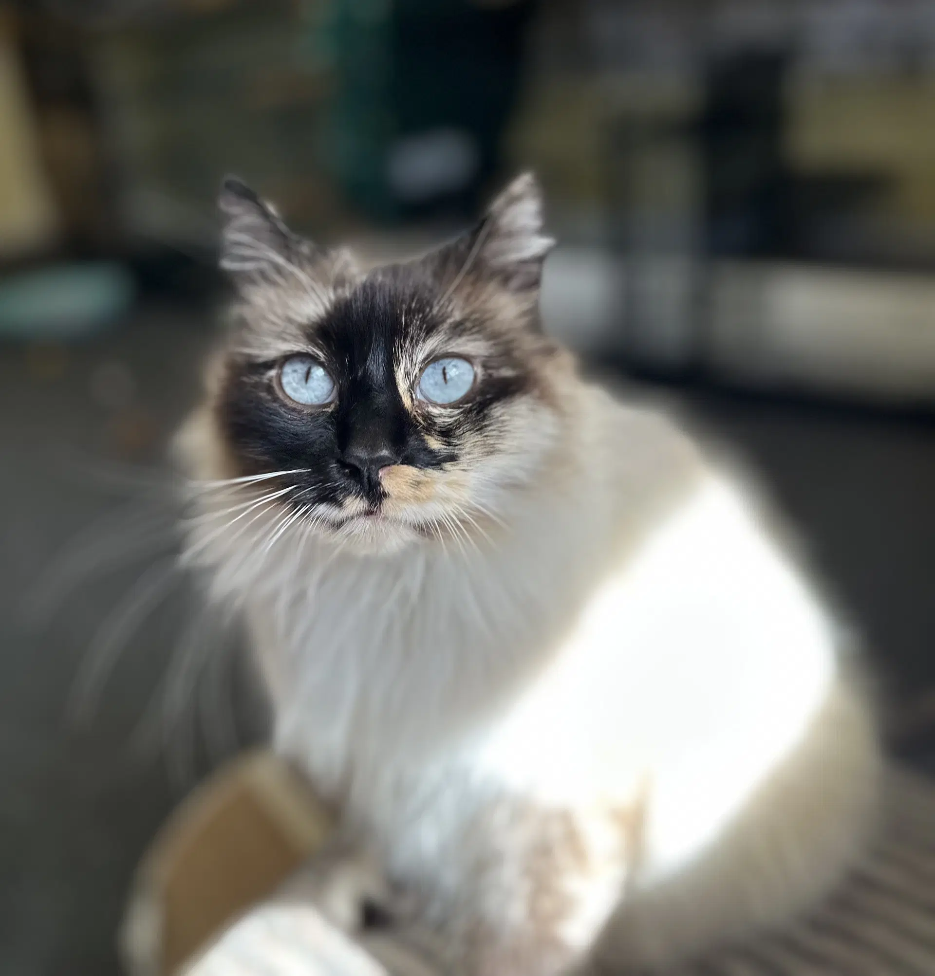 Layla image 2