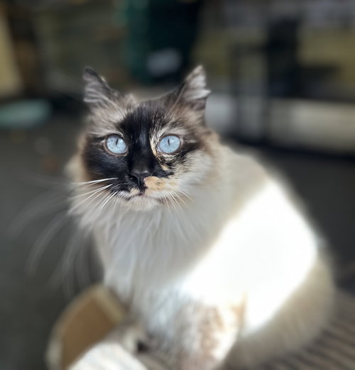 Layla, an adoptable Siamese in quincy, CA