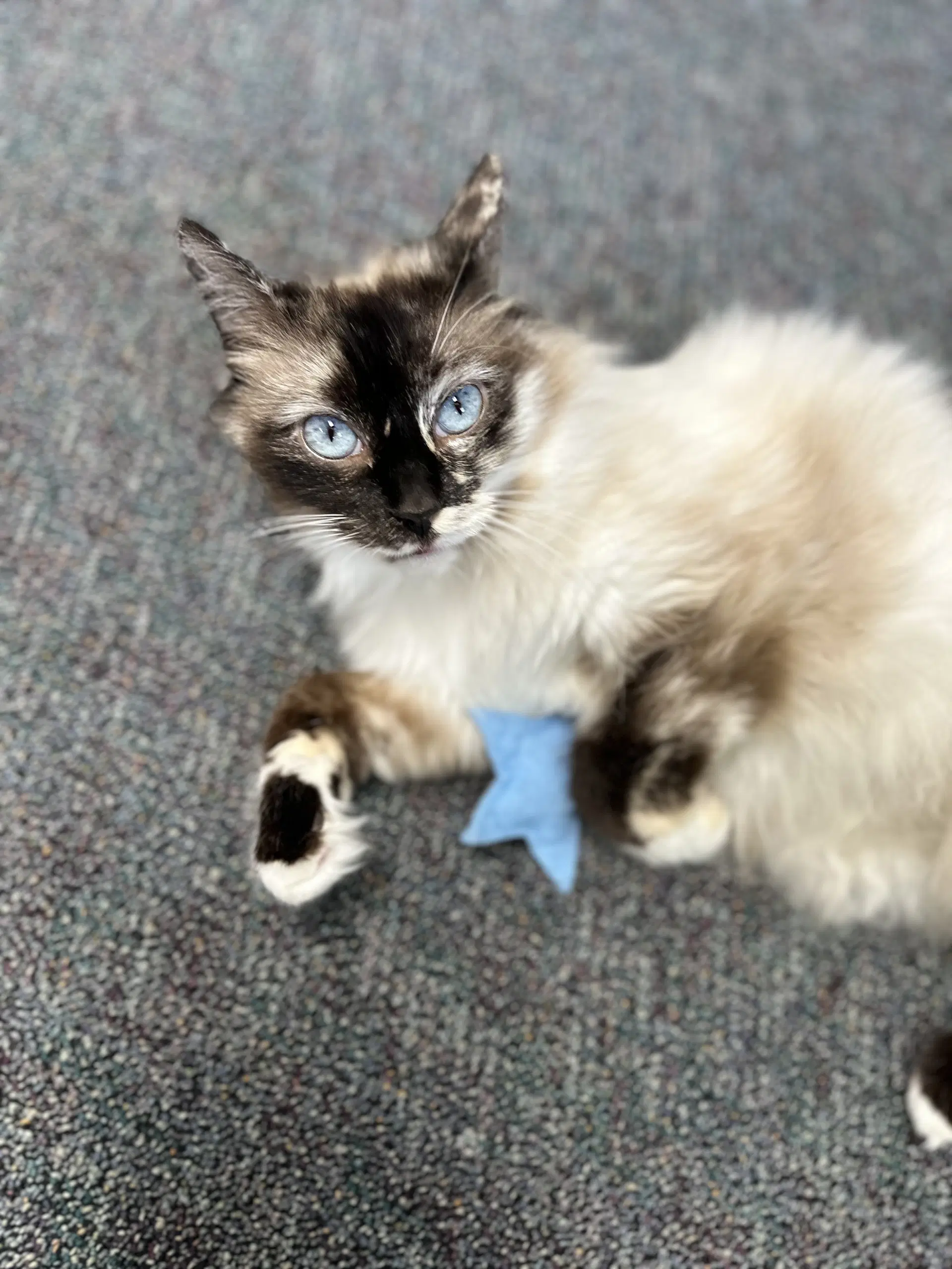 Layla - Siamese