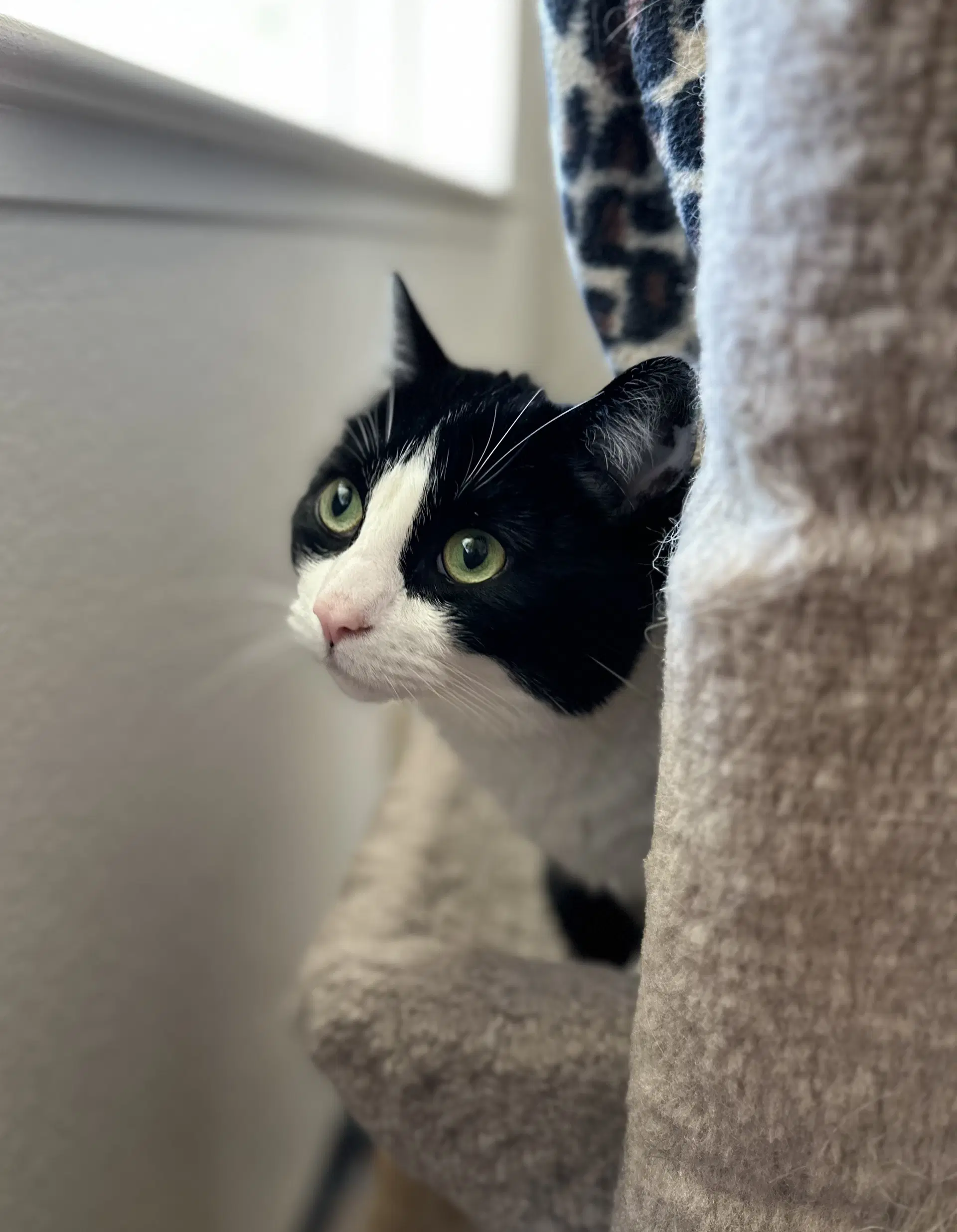 Sonny - American Shorthair
