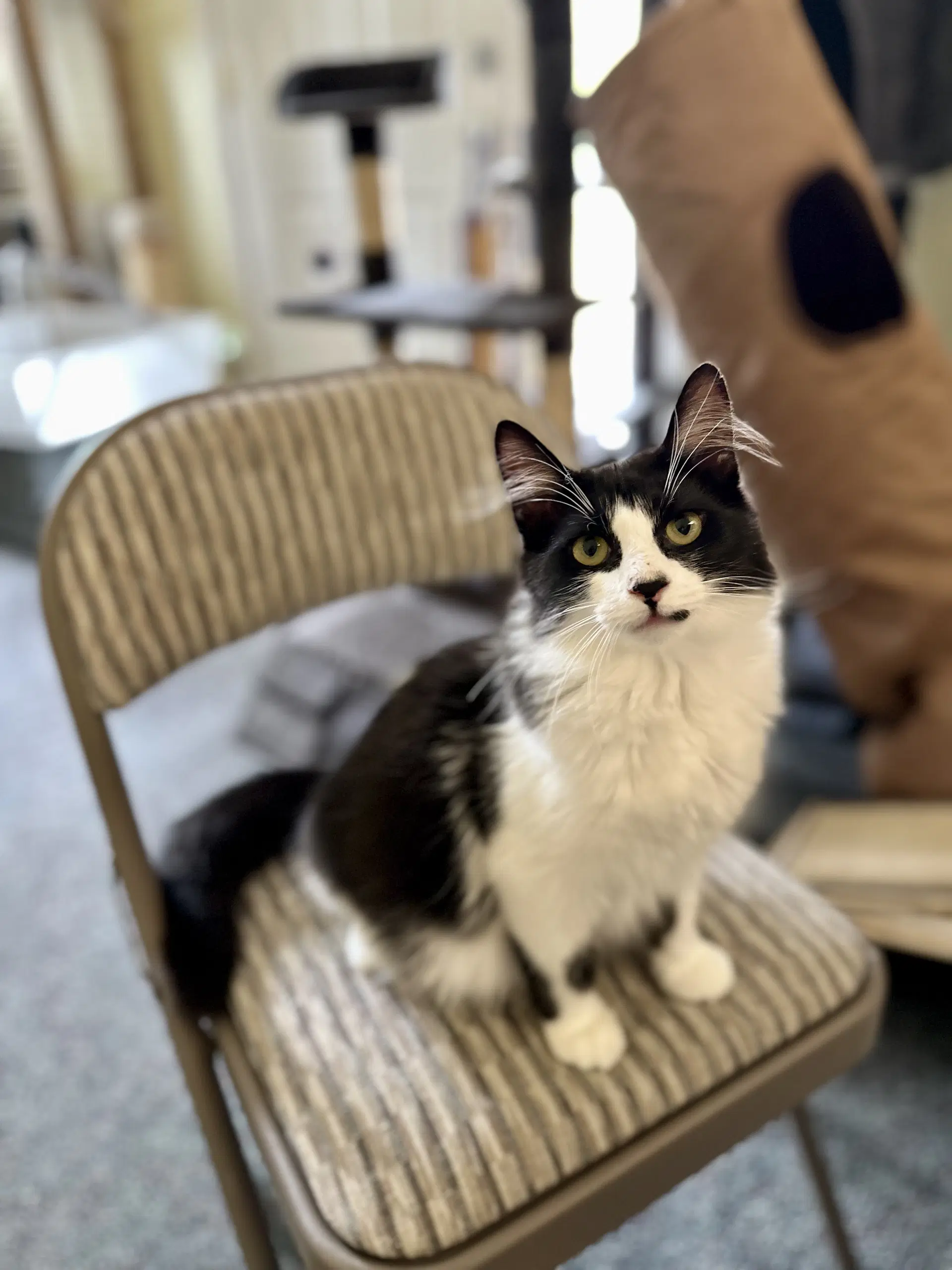 Oreo - Domestic Long Hair