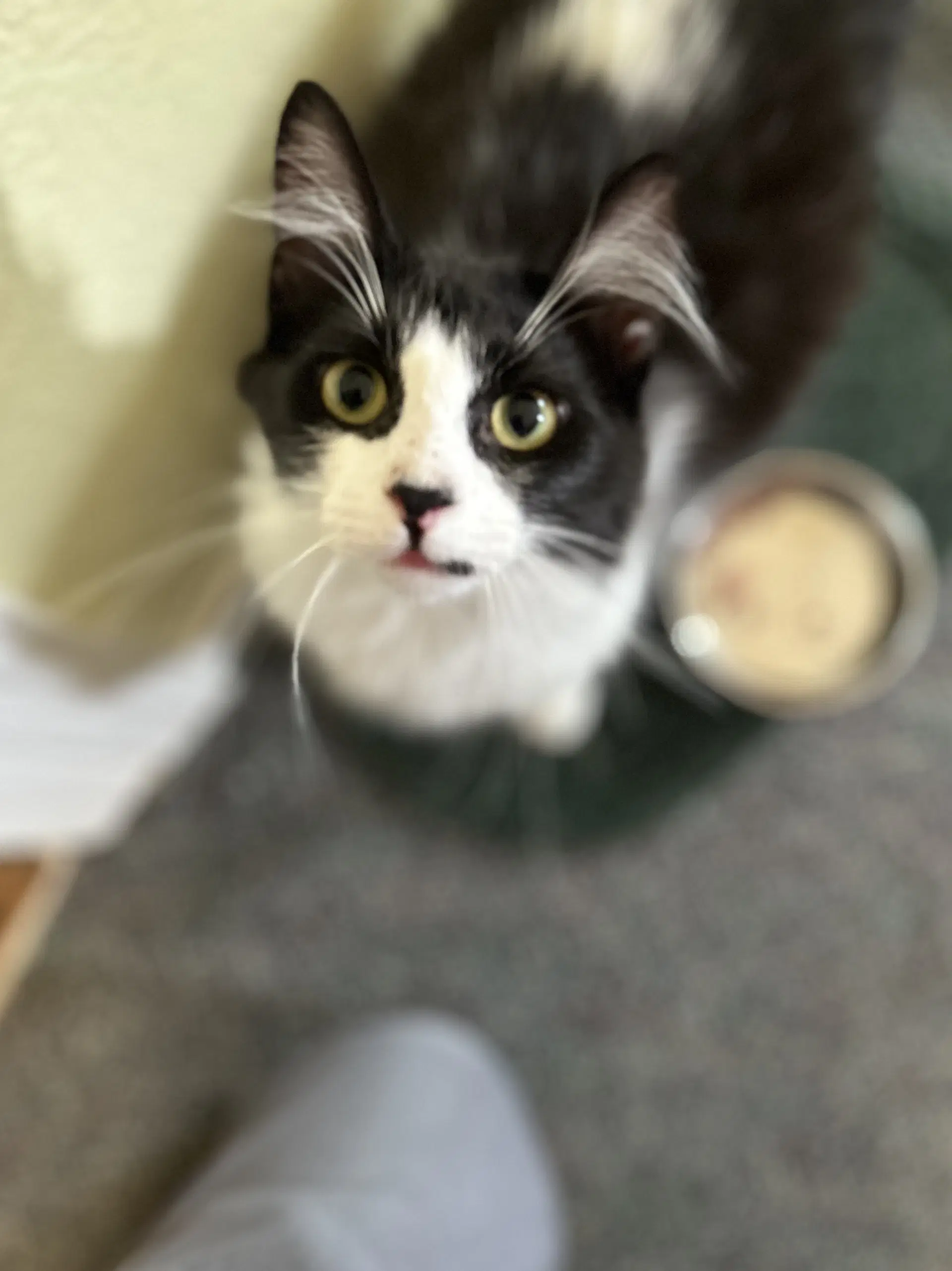 Oreo image 2
