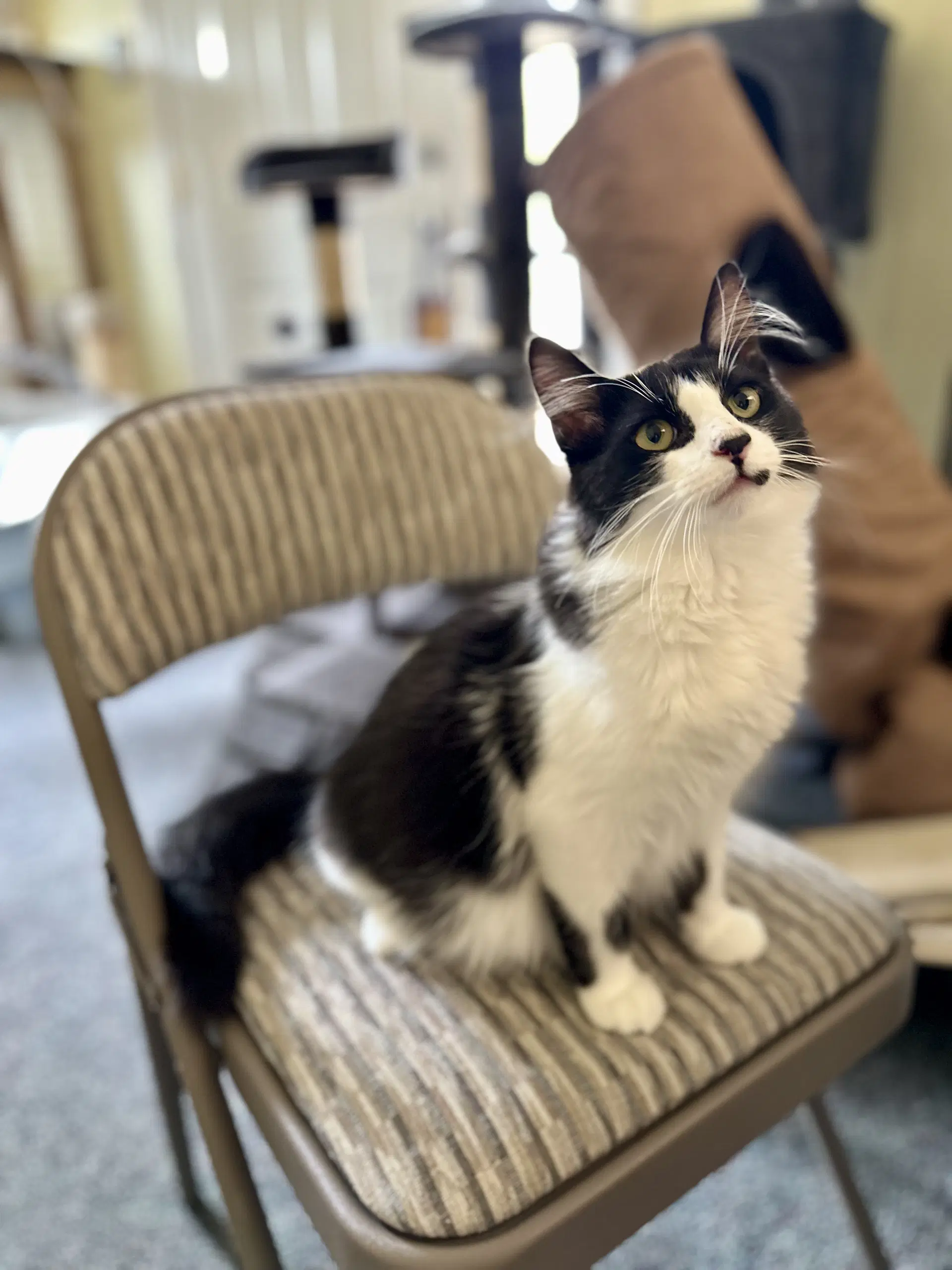 Oreo image 3