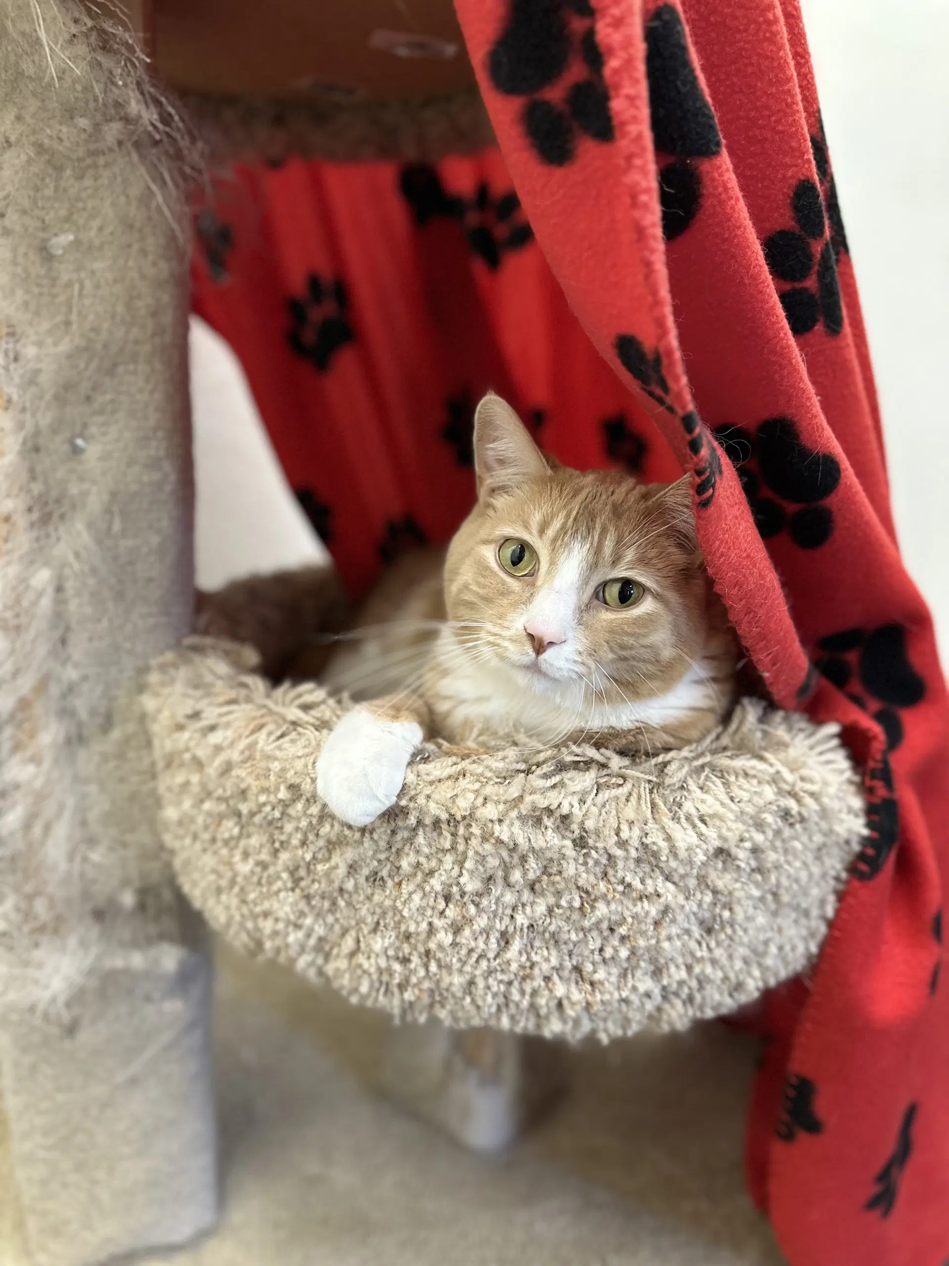 Bean - Domestic Short Hair