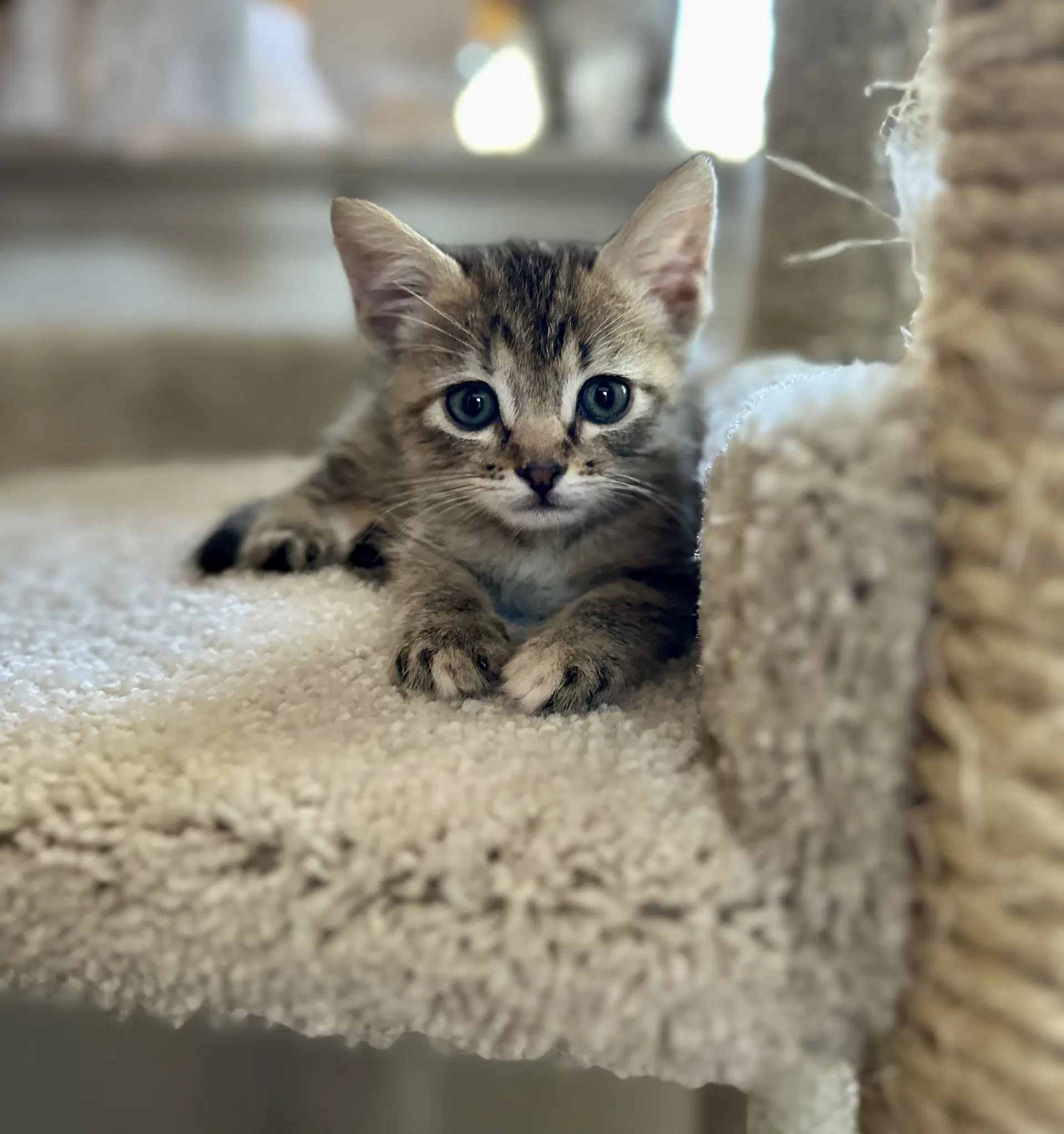 Chip - Domestic Medium Hair