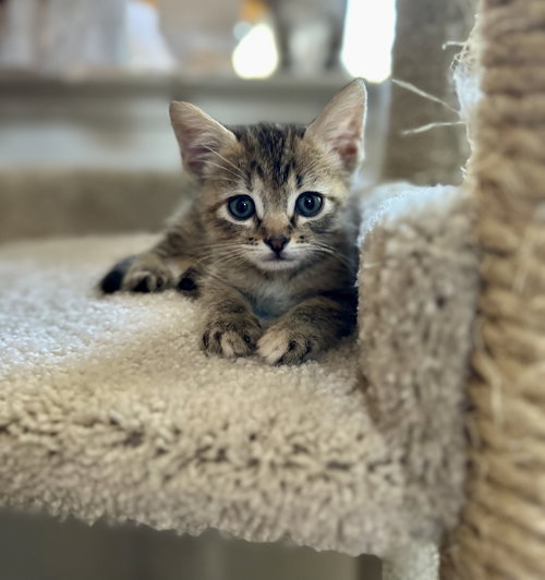 Chip, a cat for adoption from Friends of Plumas County Animals