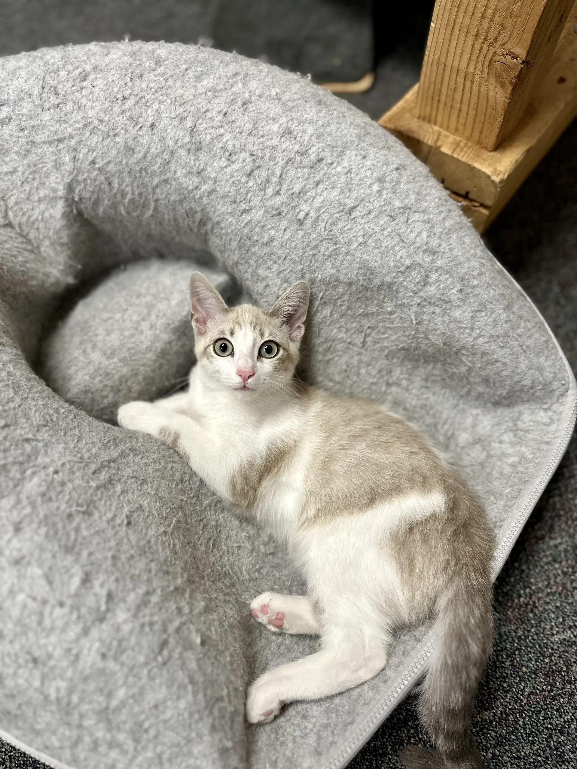 Otter - Turkish Van